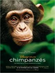 Chimpanzés streaming